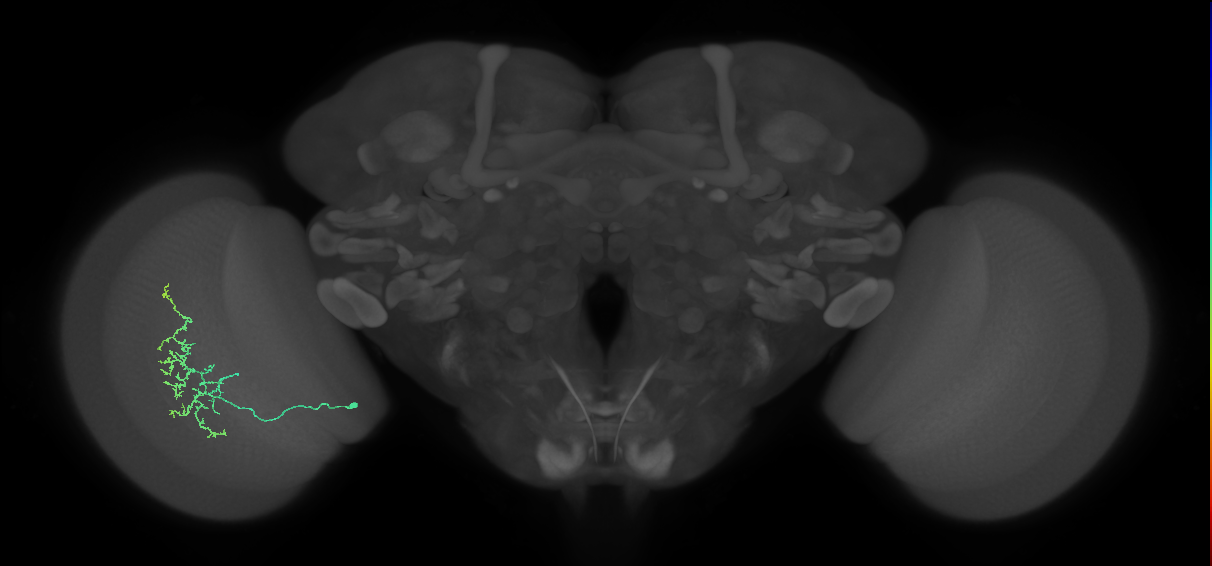 Cm15_L (MaleCNS:30091)