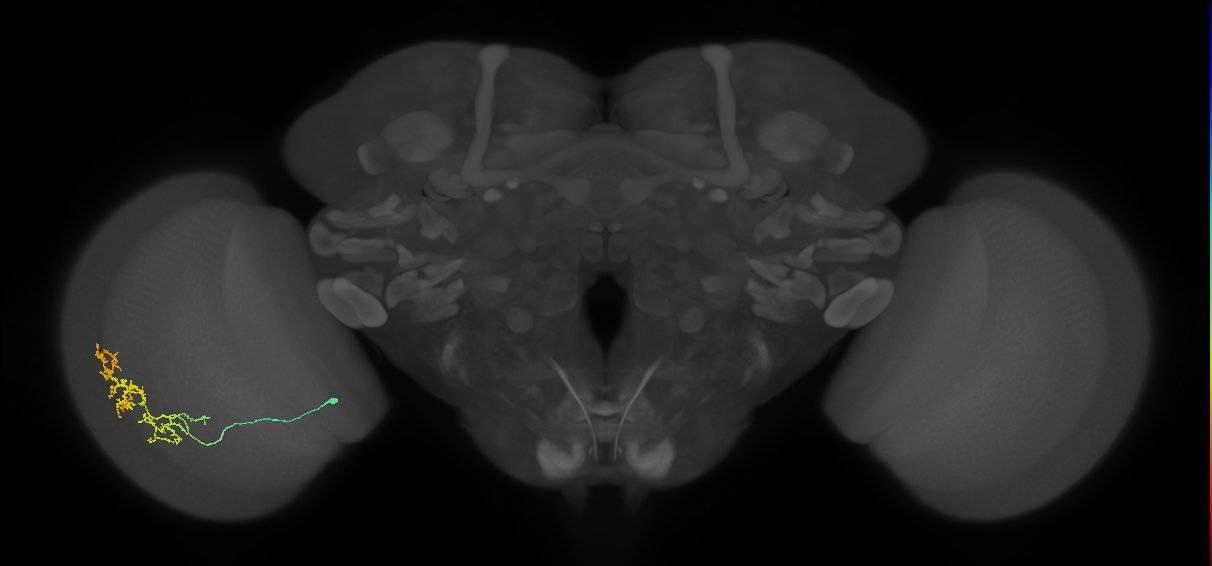 Cm15_L (MaleCNS:537058)