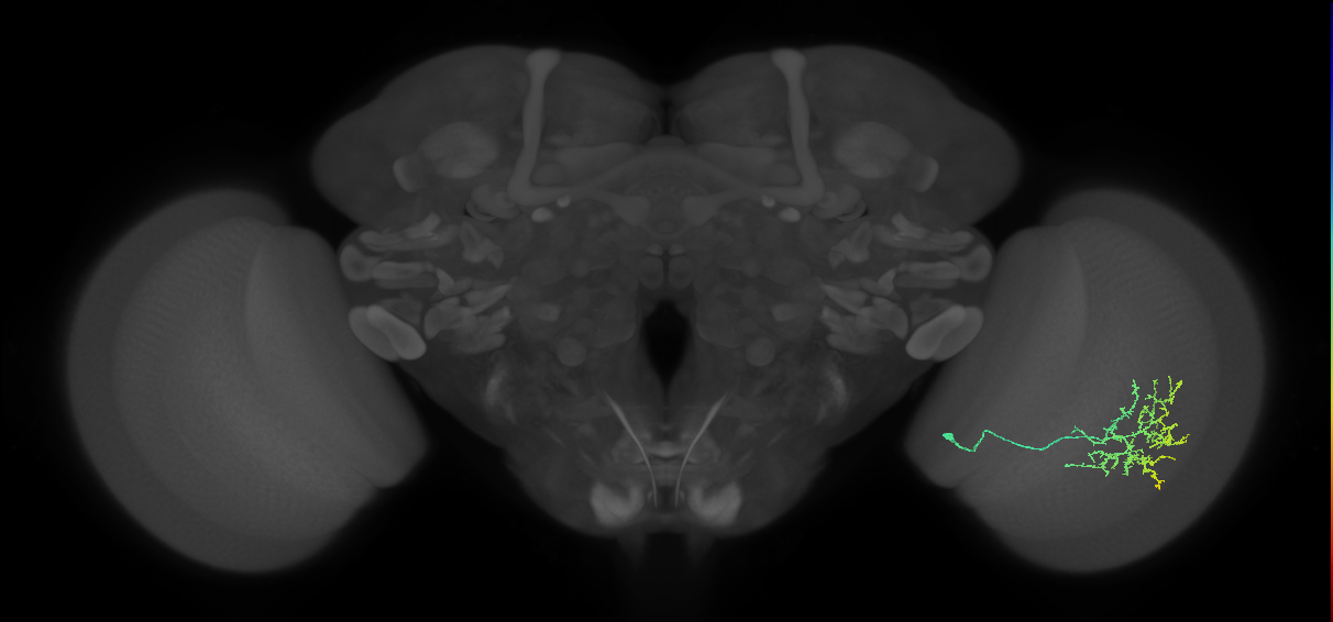 Cm15_R (MaleCNS:227978)