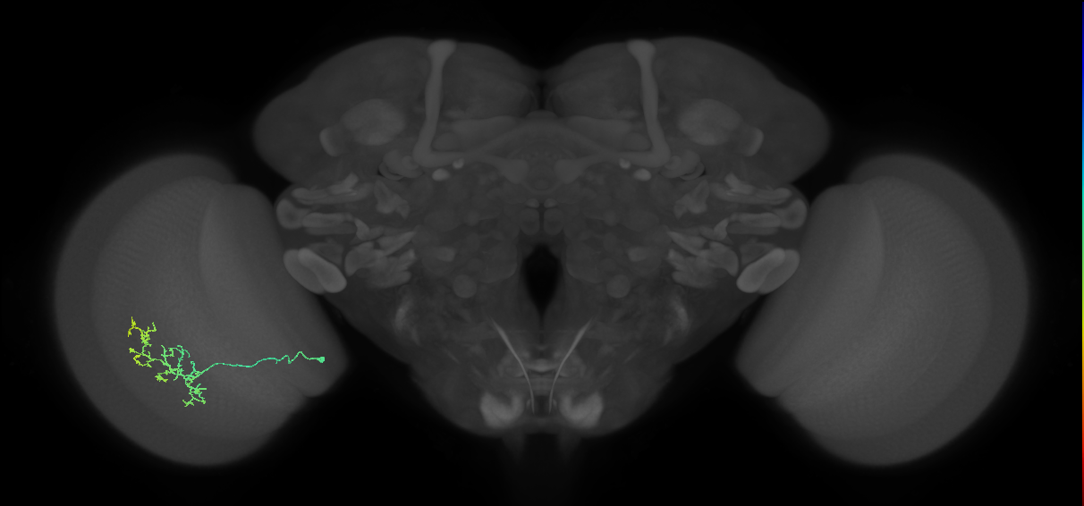 Cm15_L (MaleCNS:66030)