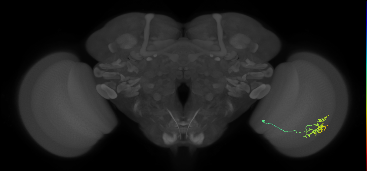 Cm15_R (MaleCNS:74594)