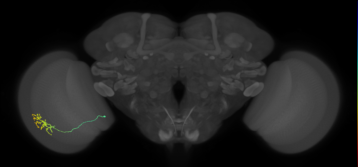 Cm15_L (MaleCNS:82732)