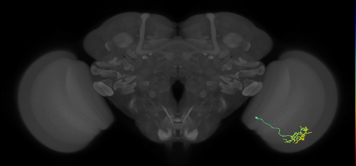 Cm15_R (MaleCNS:82578)