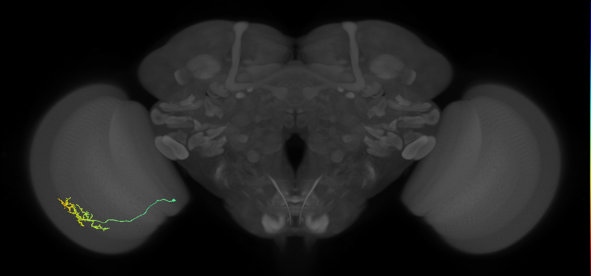 Cm15_L (MaleCNS:529883)