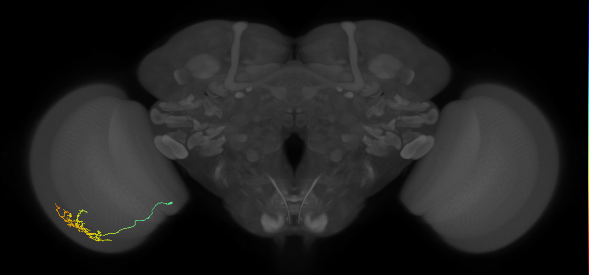 Cm15_L (MaleCNS:78373)