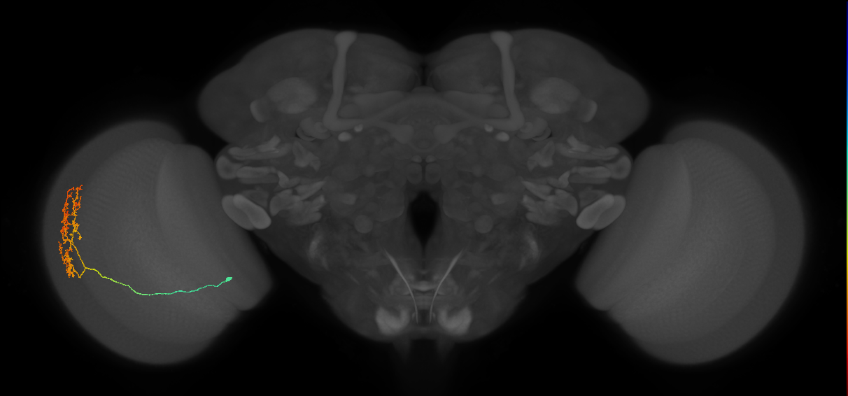 Cm15_L (MaleCNS:50367)