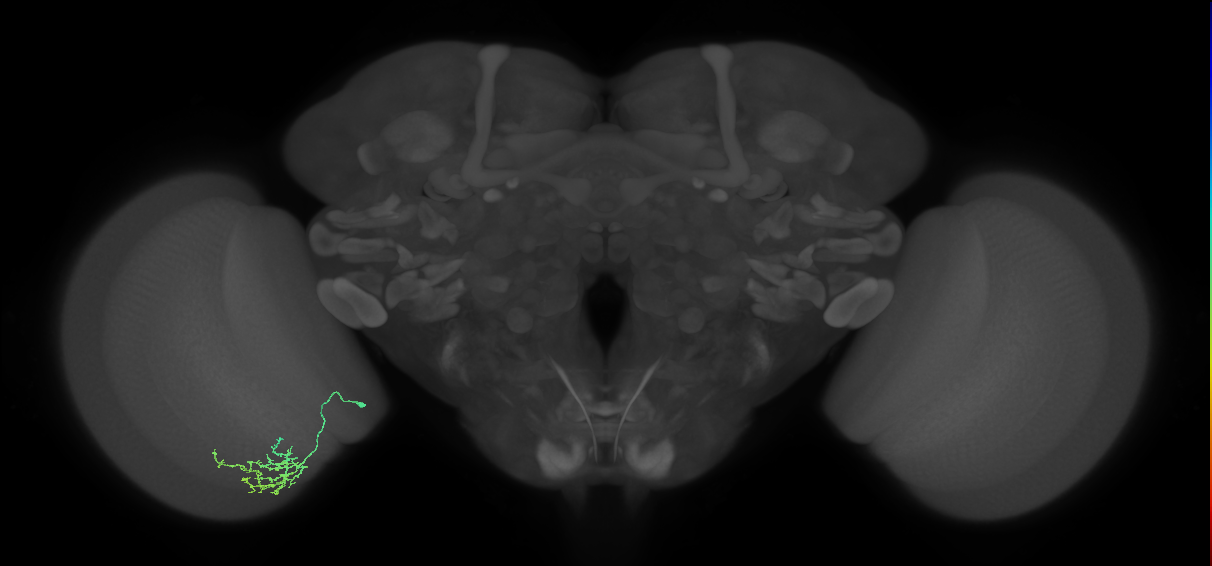 Cm15_L (MaleCNS:117609)