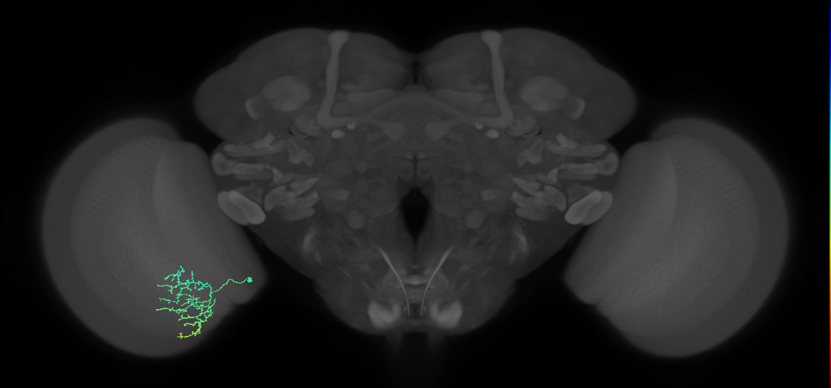 Cm15_L (MaleCNS:131292)