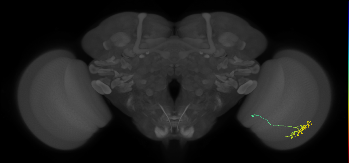 Cm15_R (MaleCNS:78292)