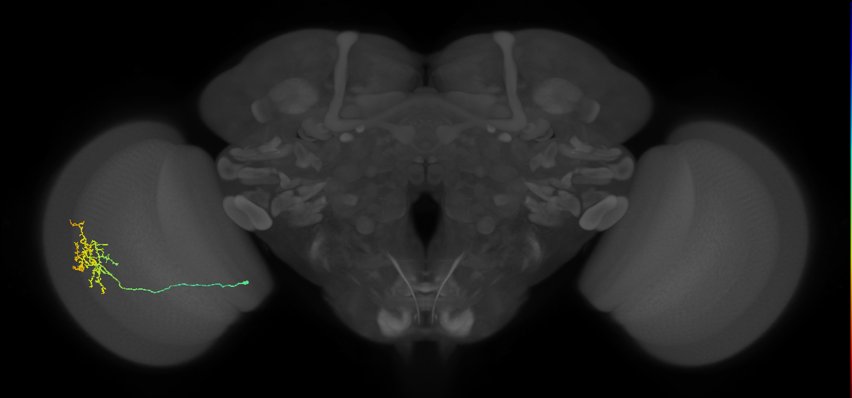Cm15_L (MaleCNS:72431)