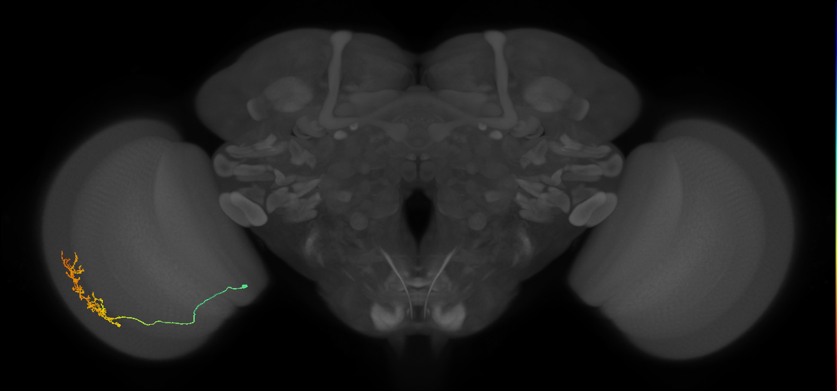 Cm15_L (MaleCNS:69033)