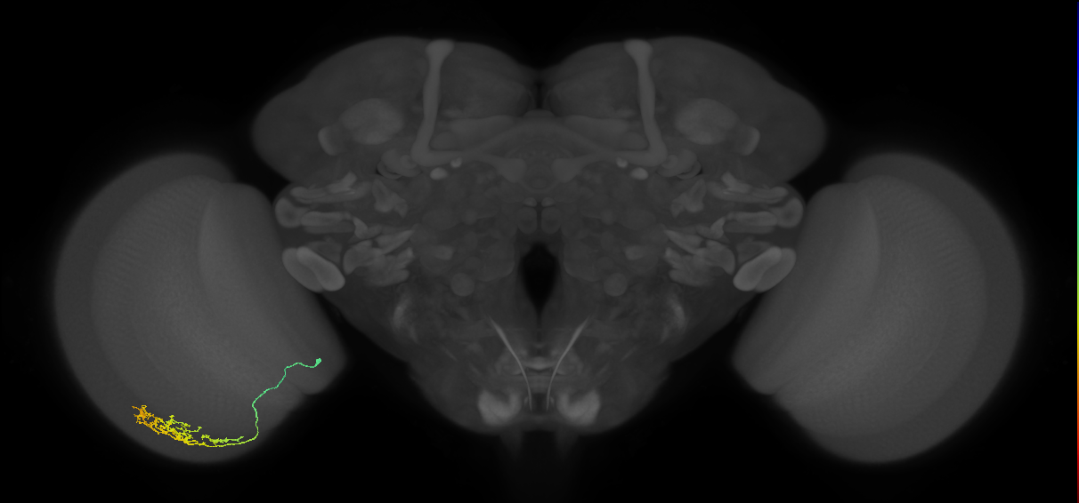 Cm15_L (MaleCNS:88562)