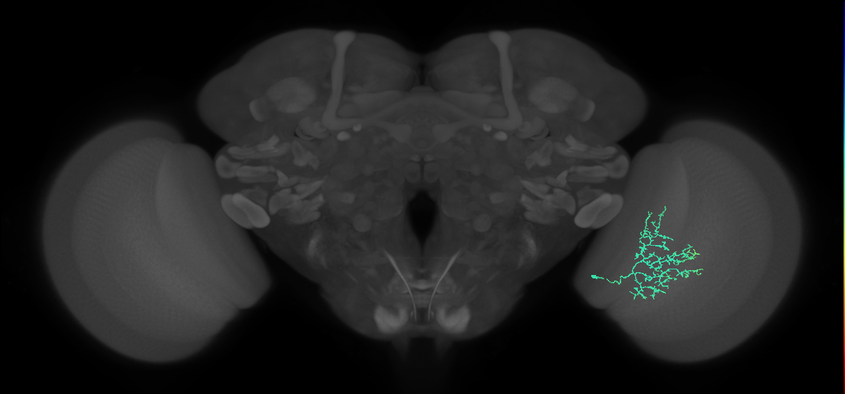 Cm15_R (MaleCNS:71064)