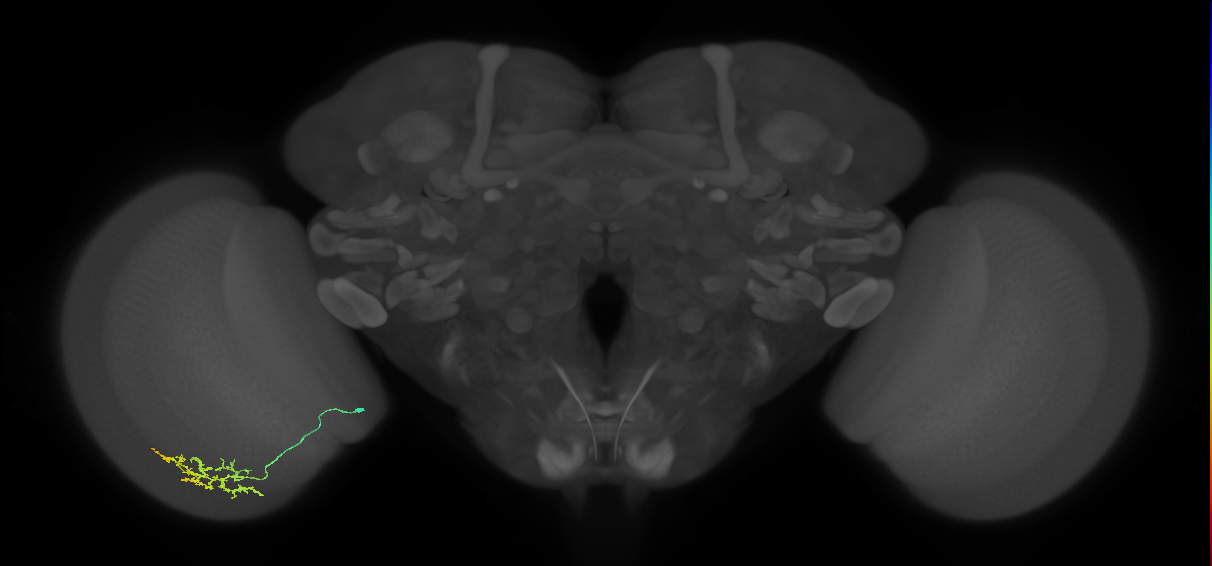 Cm15_L (MaleCNS:96893)