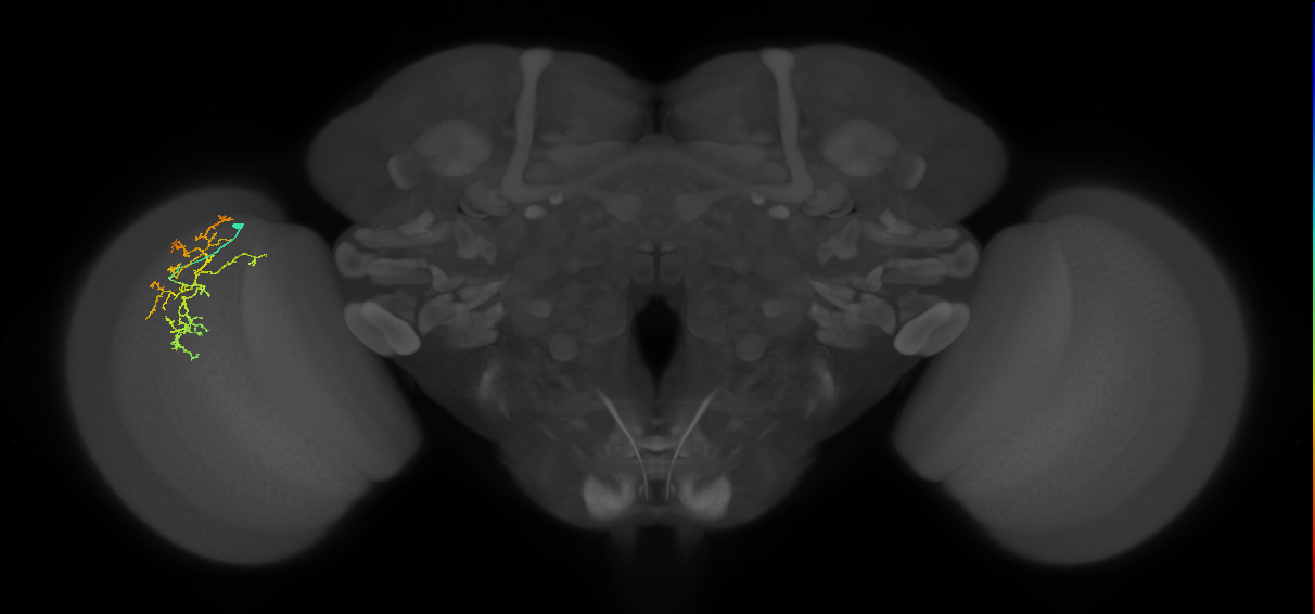 Cm16_L (MaleCNS:52944)