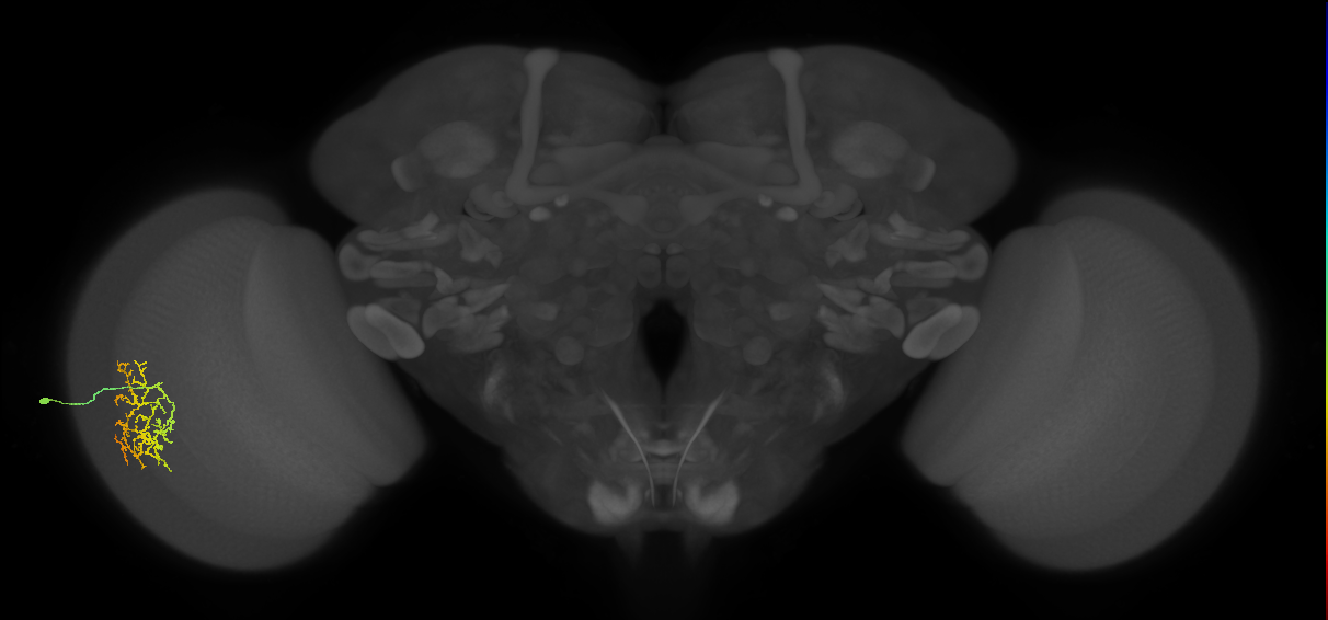 Cm16_L (MaleCNS:61535)