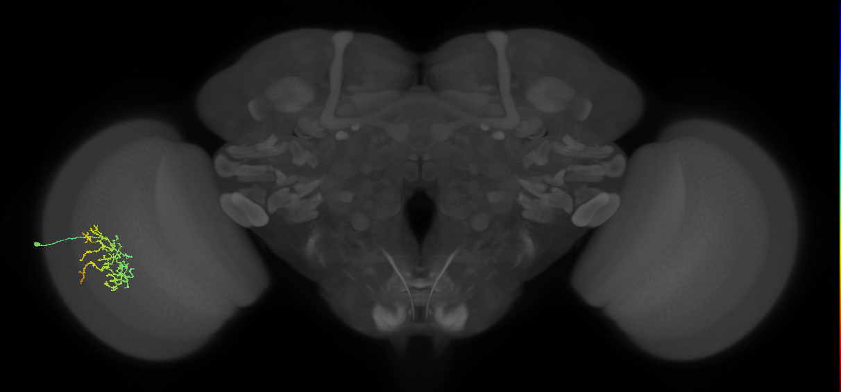 Cm16_L (MaleCNS:561339)