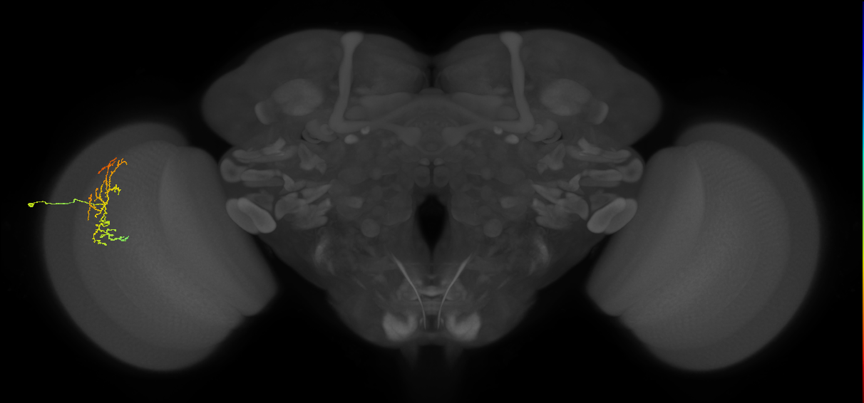 Cm16_L (MaleCNS:513311)