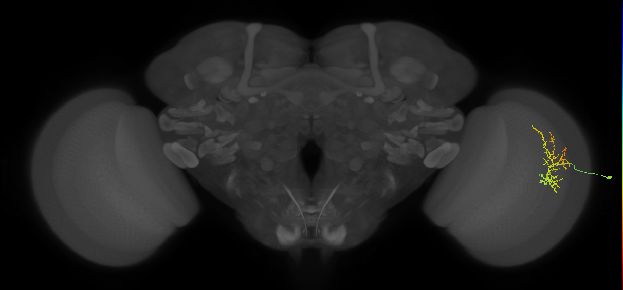 Cm16_R (MaleCNS:70728)
