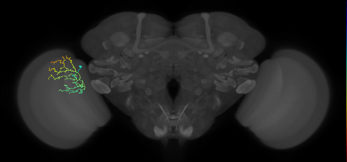 Cm16_L (MaleCNS:58635)