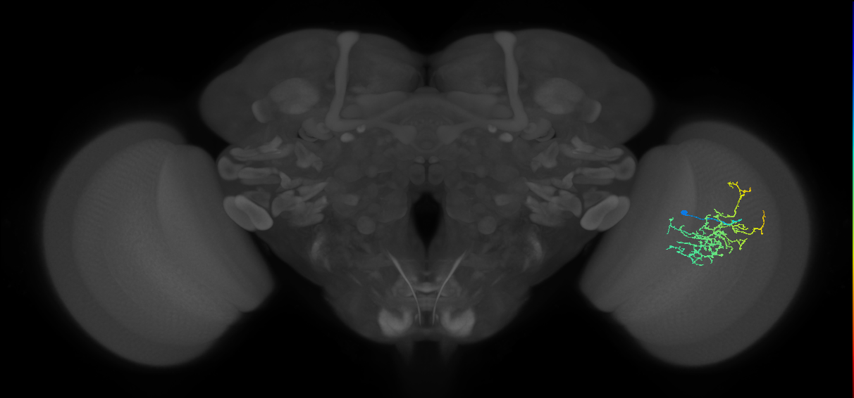 Cm16_R (MaleCNS:73346)