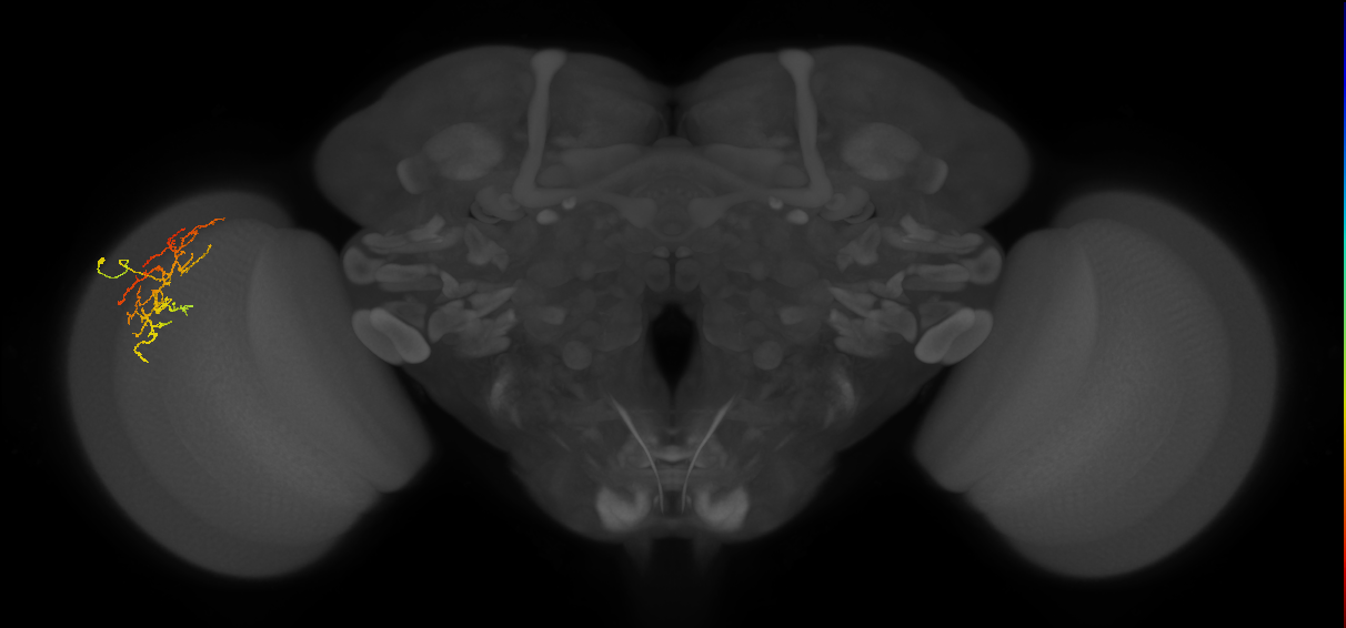 Cm16_L (MaleCNS:105498)