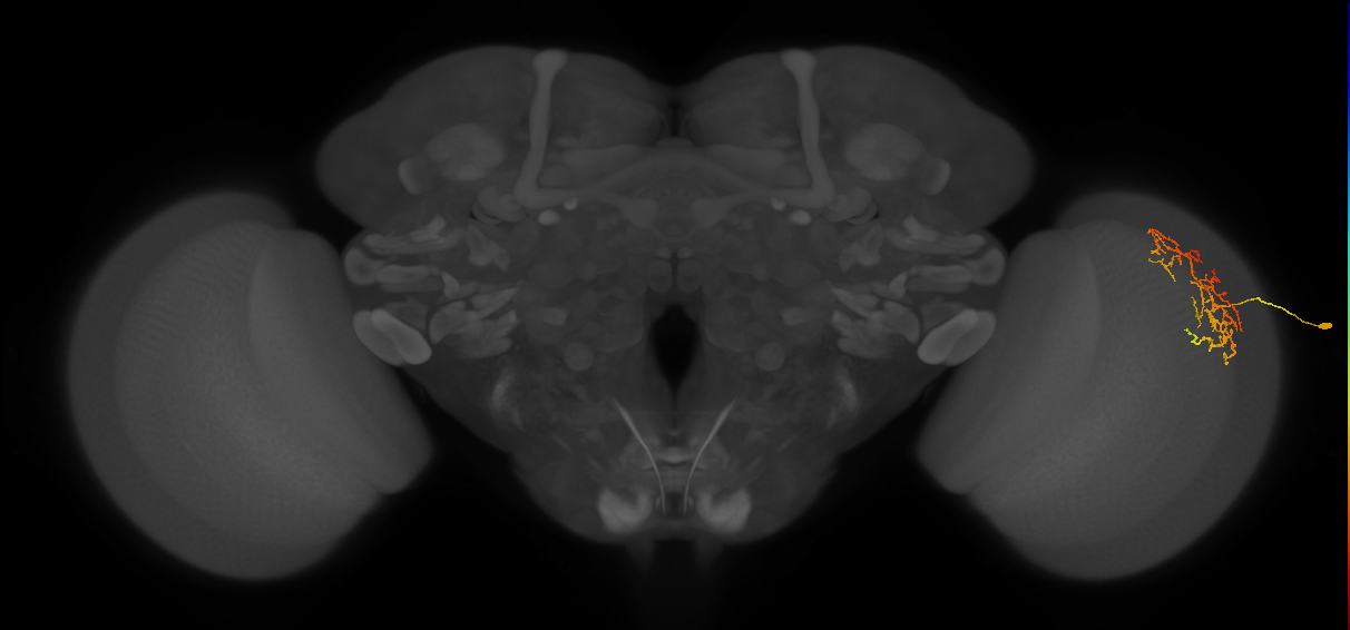 Cm16_R (MaleCNS:63714)