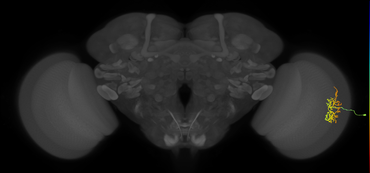 Cm16_R (MaleCNS:74142)