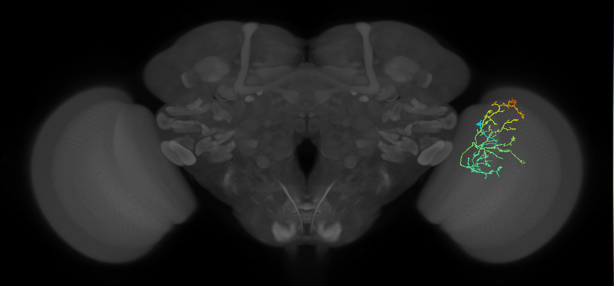 Cm16_R (MaleCNS:51238)