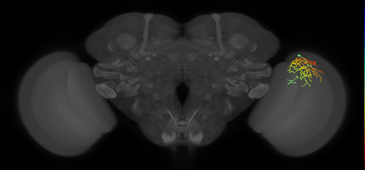 Cm16_R (MaleCNS:48336)
