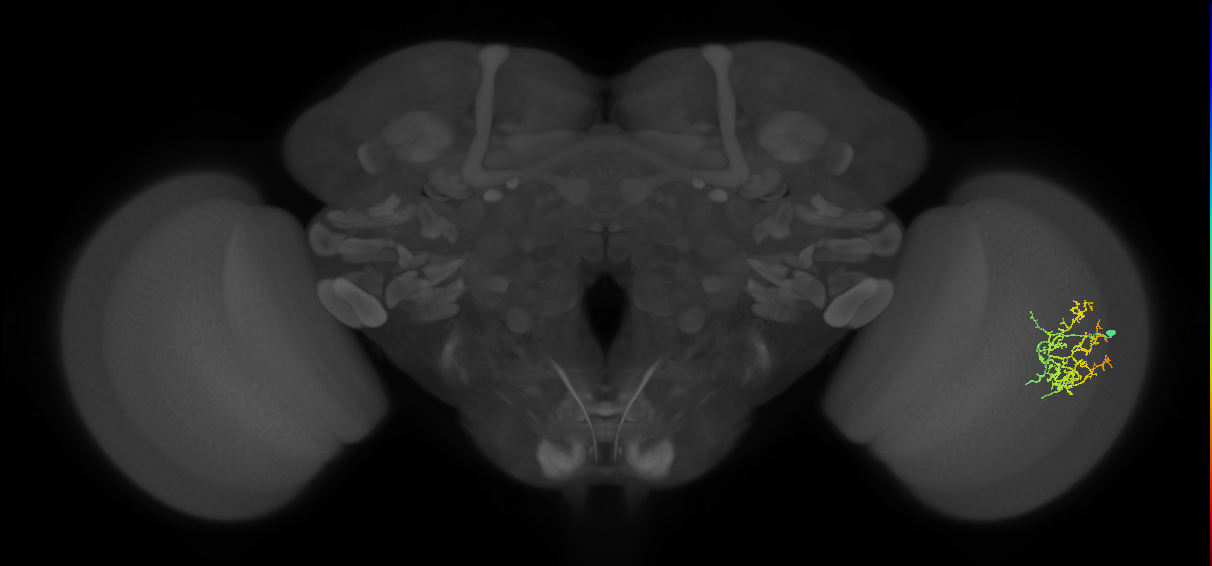 Cm16_R (MaleCNS:45326)