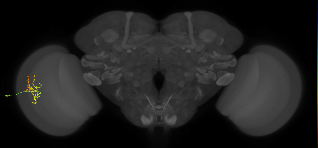 Cm16_L (MaleCNS:70251)
