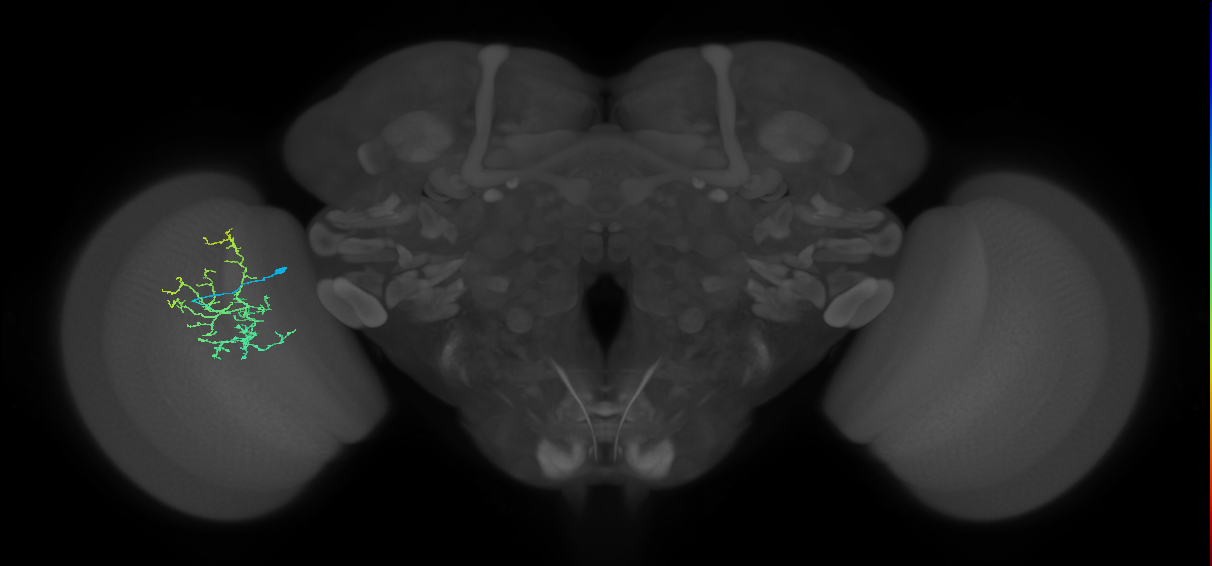 Cm16_L (MaleCNS:580618)