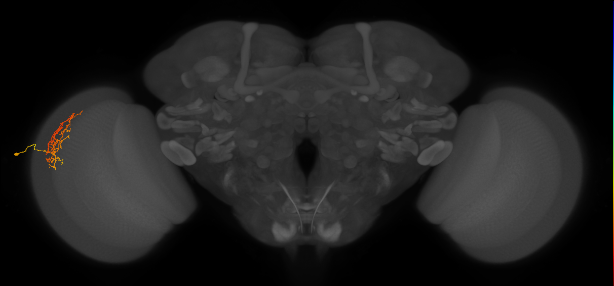 Cm16_L (MaleCNS:64282)