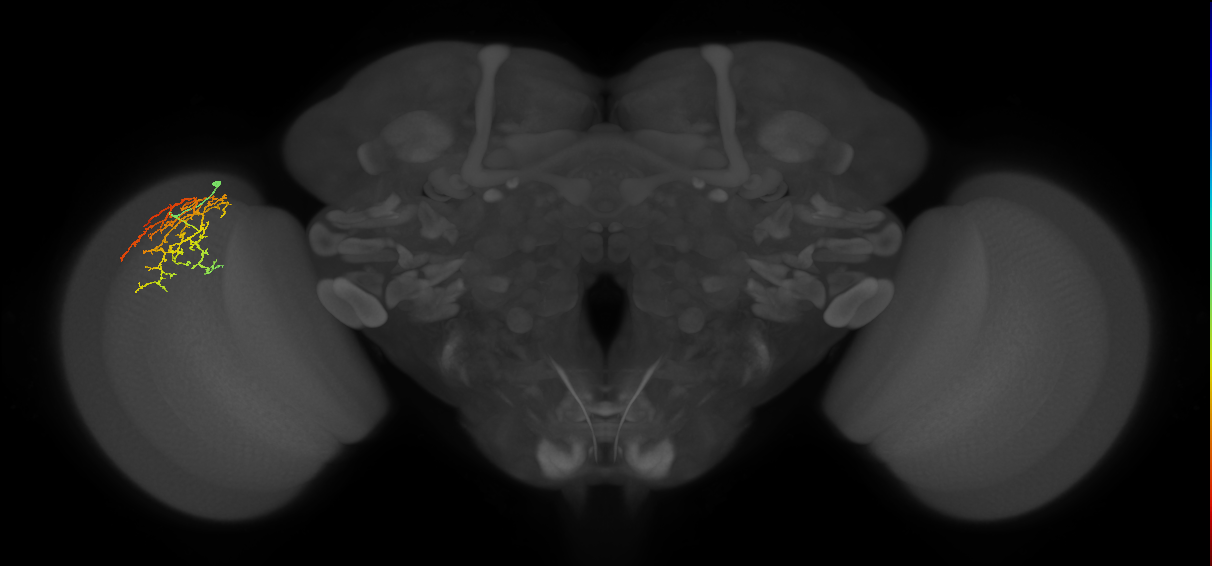 Cm16_L (MaleCNS:78284)