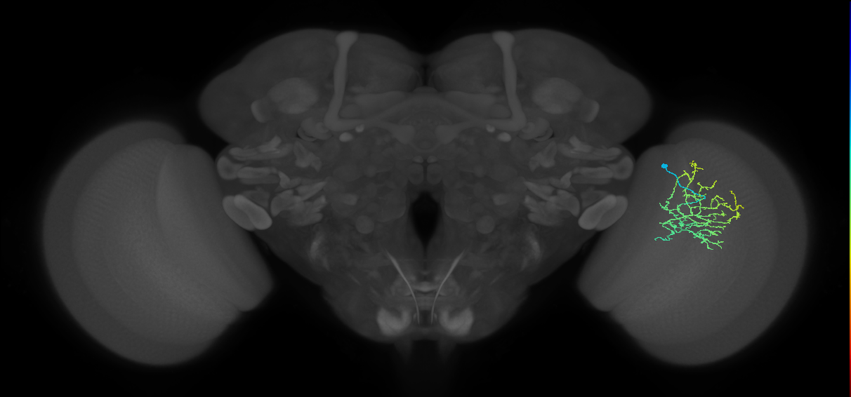 Cm16_R (MaleCNS:54844)