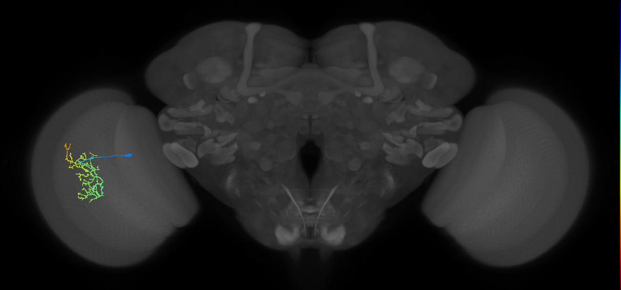 Cm16_L (MaleCNS:534551)