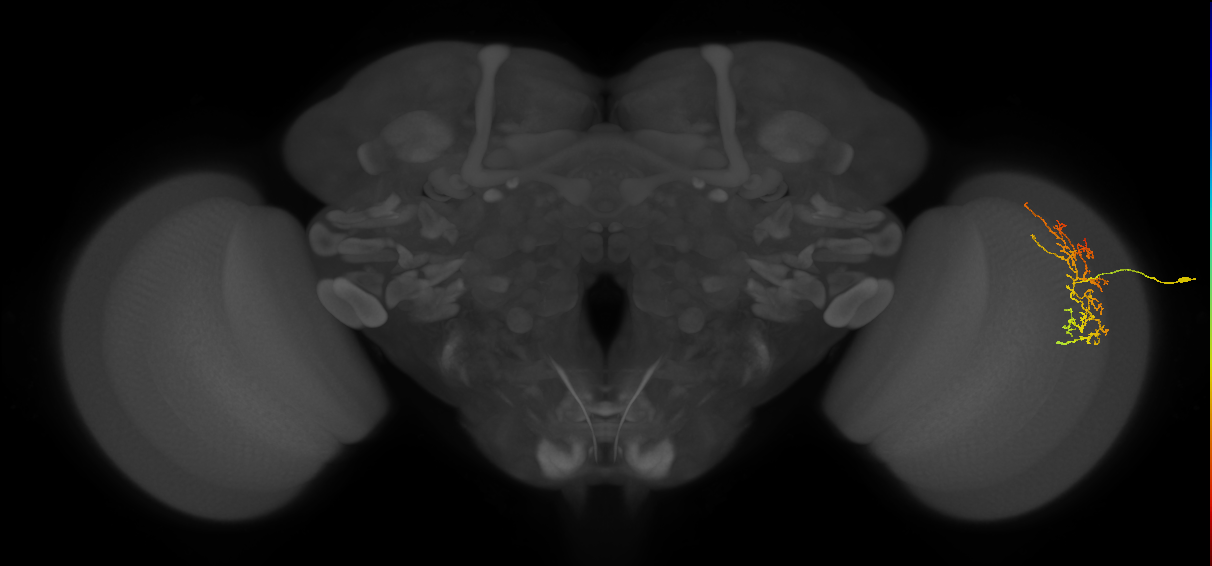 Cm16_R (MaleCNS:86011)