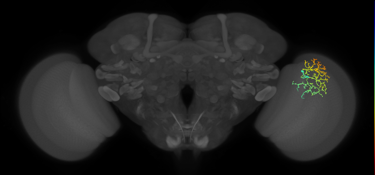 Cm17_R (MaleCNS:57154)