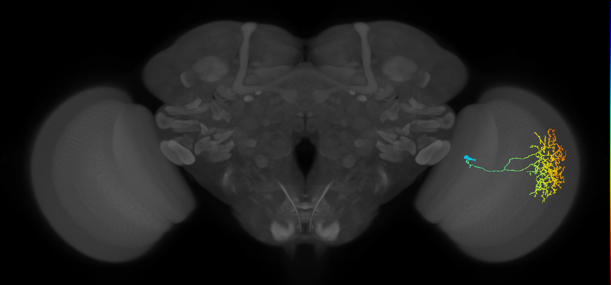 Cm17_R (MaleCNS:34218)