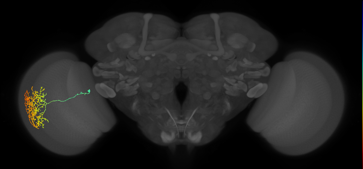 Cm17_L (MaleCNS:28501)