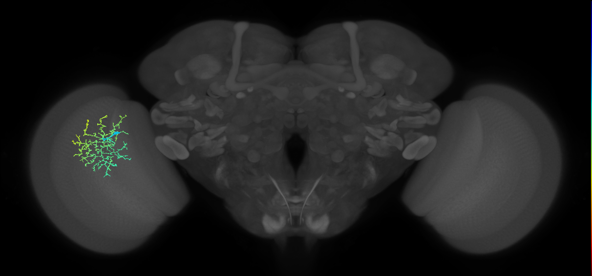 Cm17_L (MaleCNS:91387)