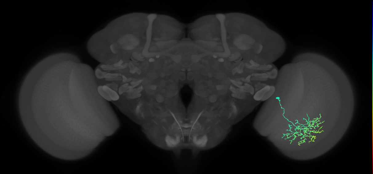 Cm17_R (MaleCNS:43475)