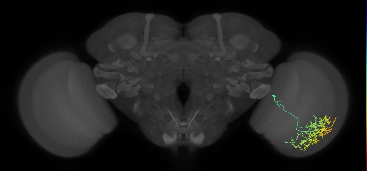 Cm17_R (MaleCNS:26483)