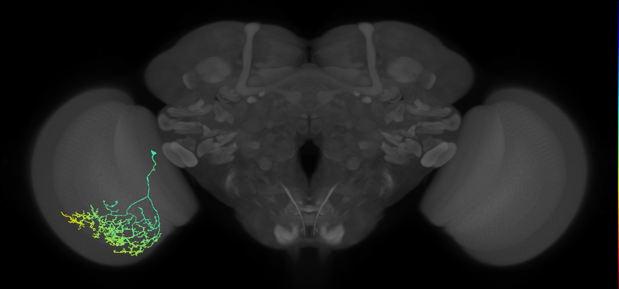Cm17_L (MaleCNS:25295)