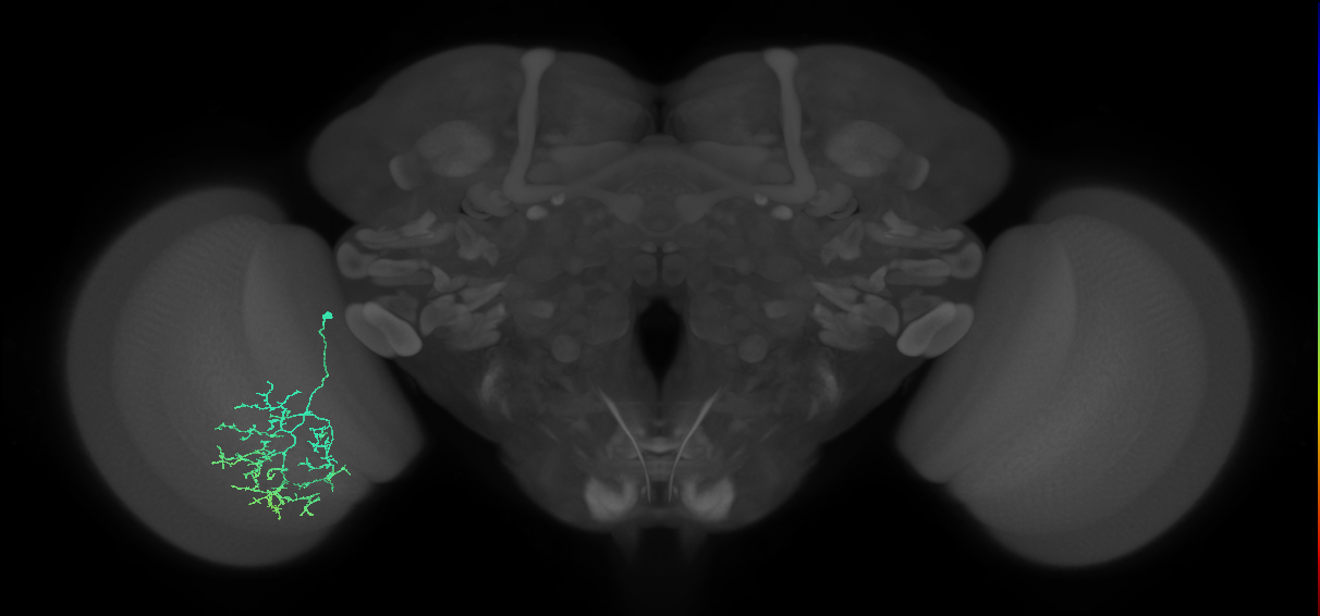 Cm17_L (MaleCNS:99815)