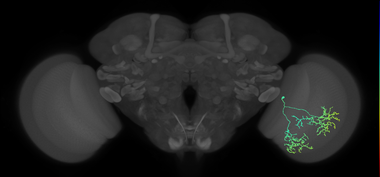 Cm17_R (MaleCNS:33360)