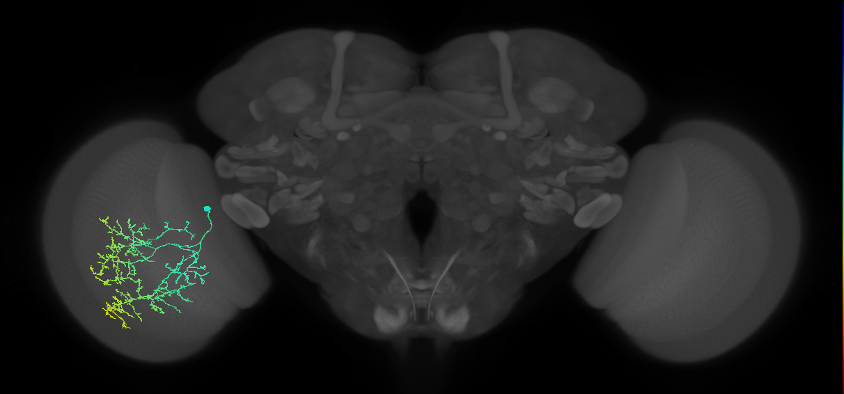 Cm17_L (MaleCNS:46591)