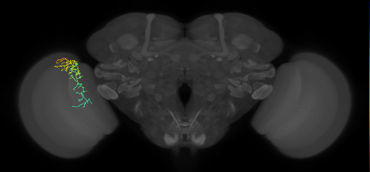 Cm17_L (MaleCNS:90961)