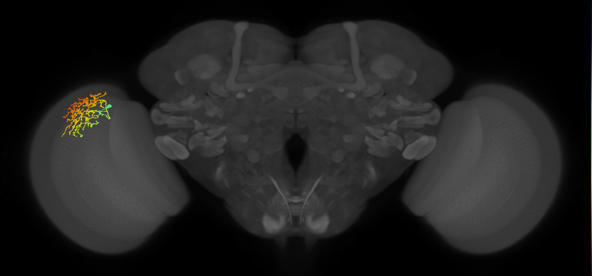 Cm17_L (MaleCNS:47279)